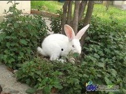 揭秘娱乐圈吃瓜现象：直男明星直率作风与824爆料文档全解析